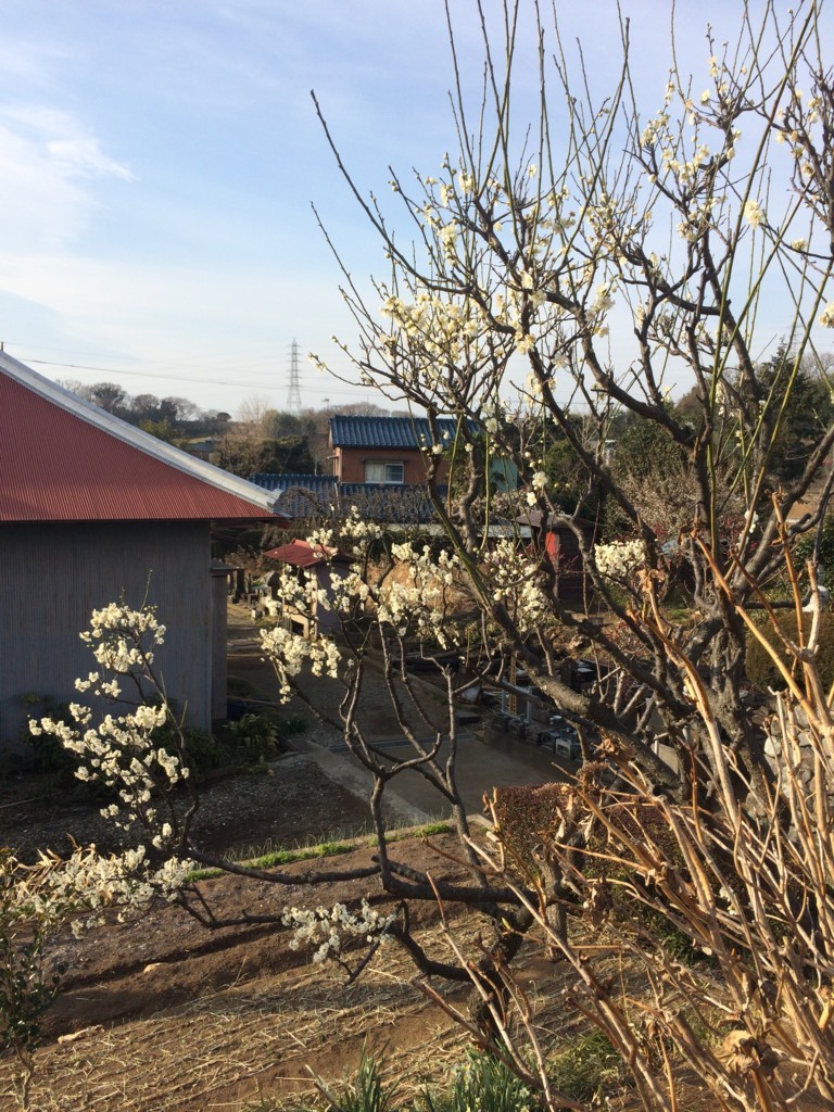 f:id:dohgen:20180215082940j:plain