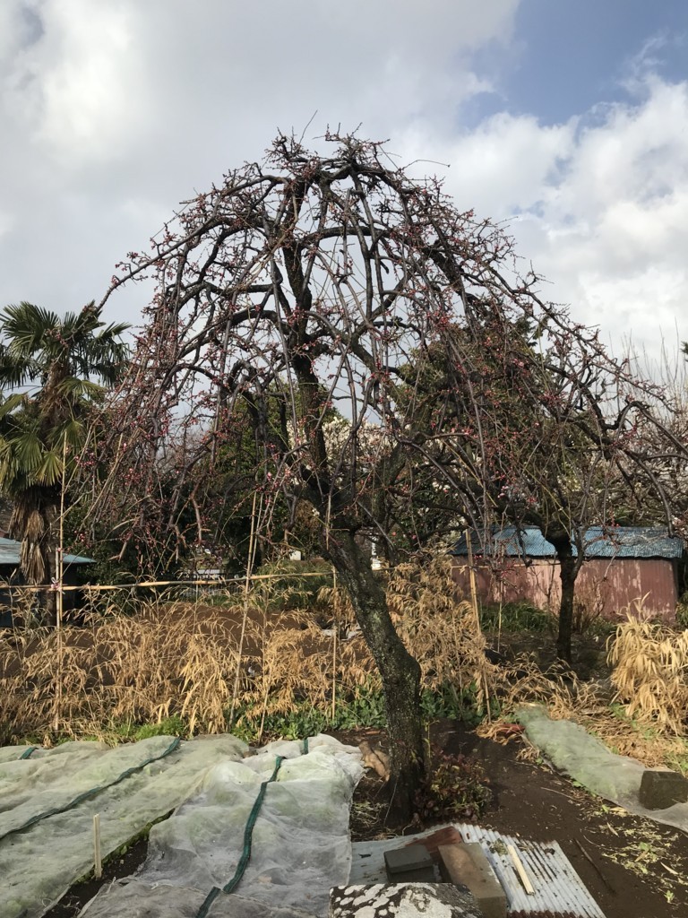 f:id:dohgen:20180301083514j:plain