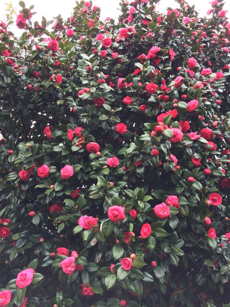 f:id:dohgen:20180320121009j:plain