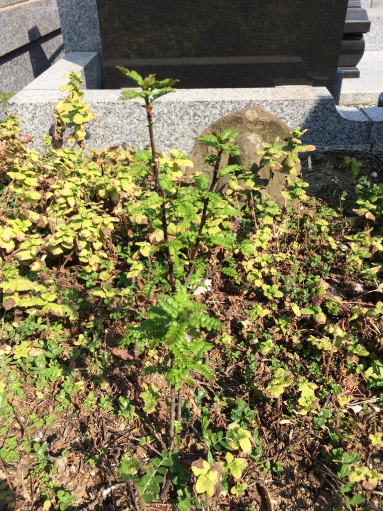 f:id:dohgen:20180328135625j:plain