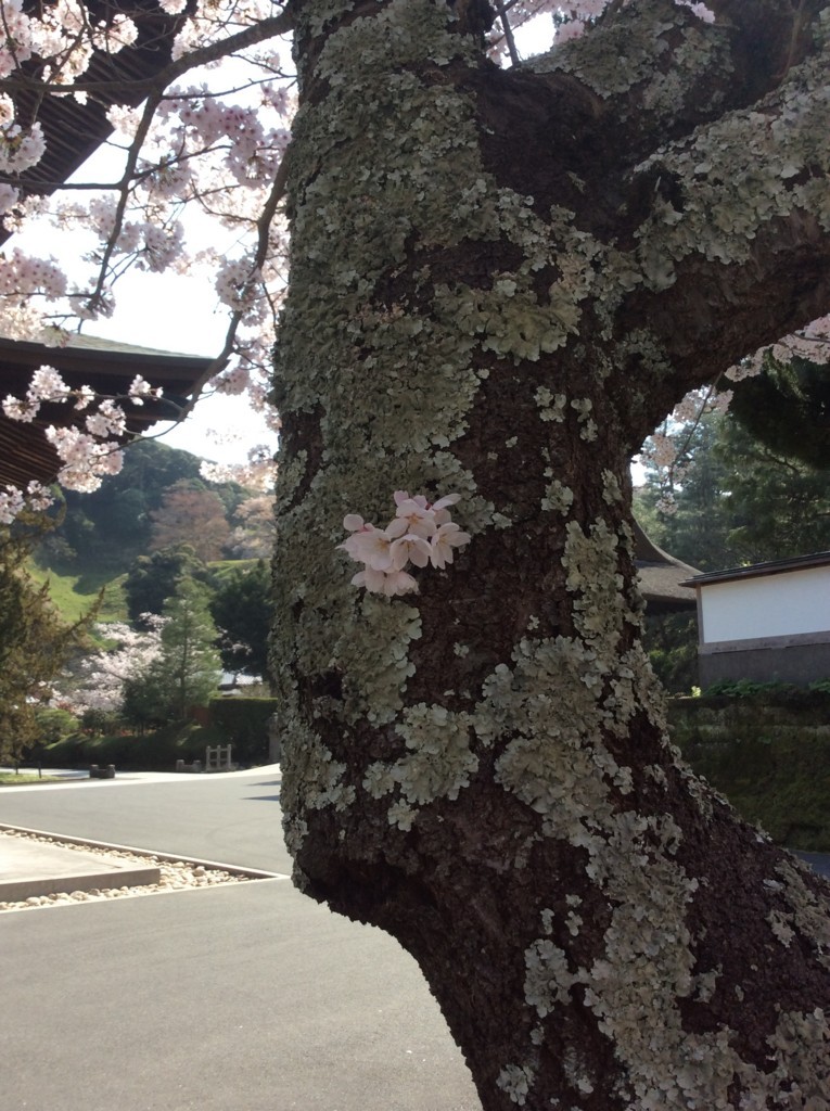 f:id:dohgen:20180329093255j:plain