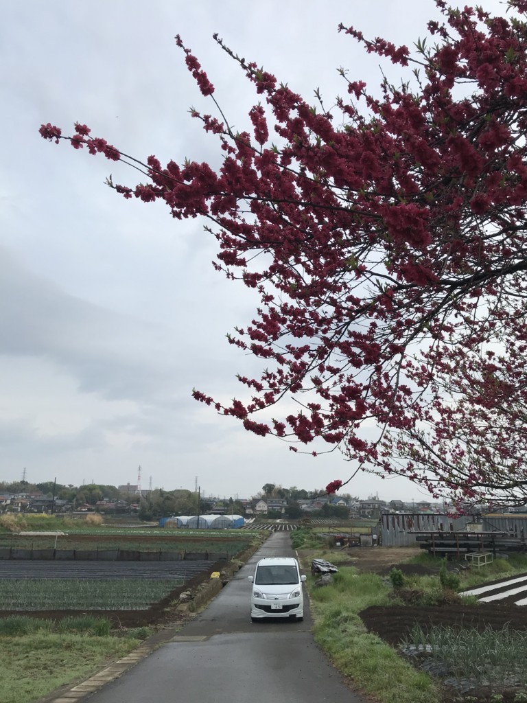 f:id:dohgen:20180406061607j:plain