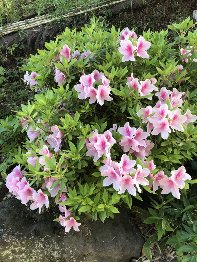 f:id:dohgen:20180416071147j:plain