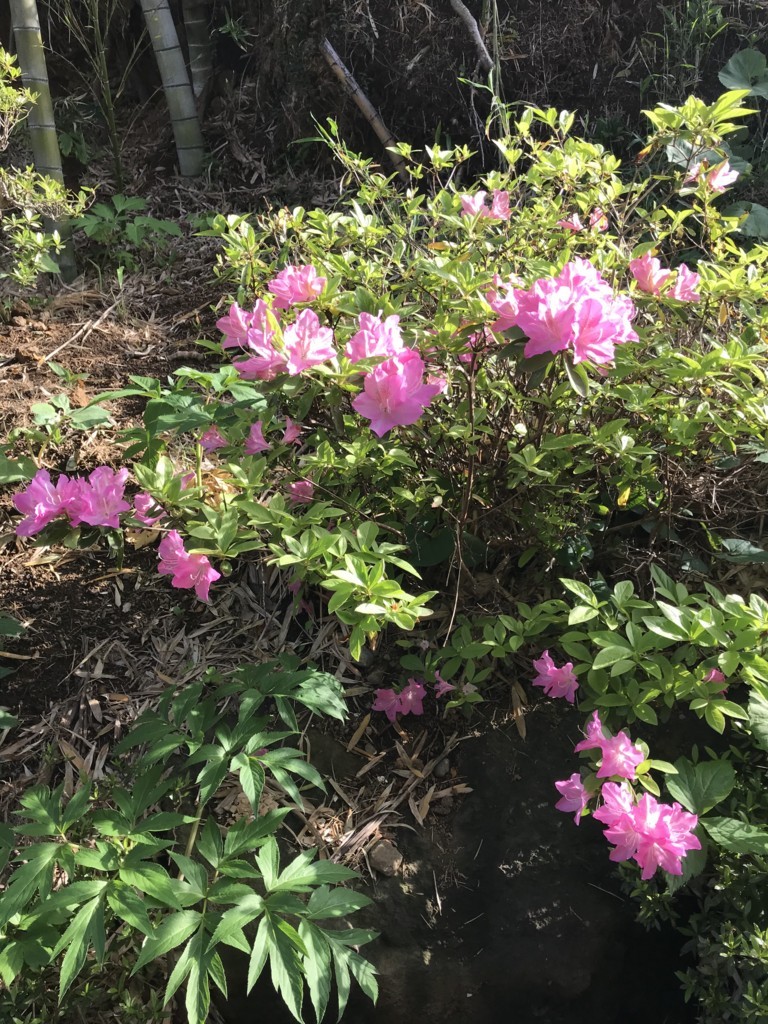f:id:dohgen:20180416071211j:plain