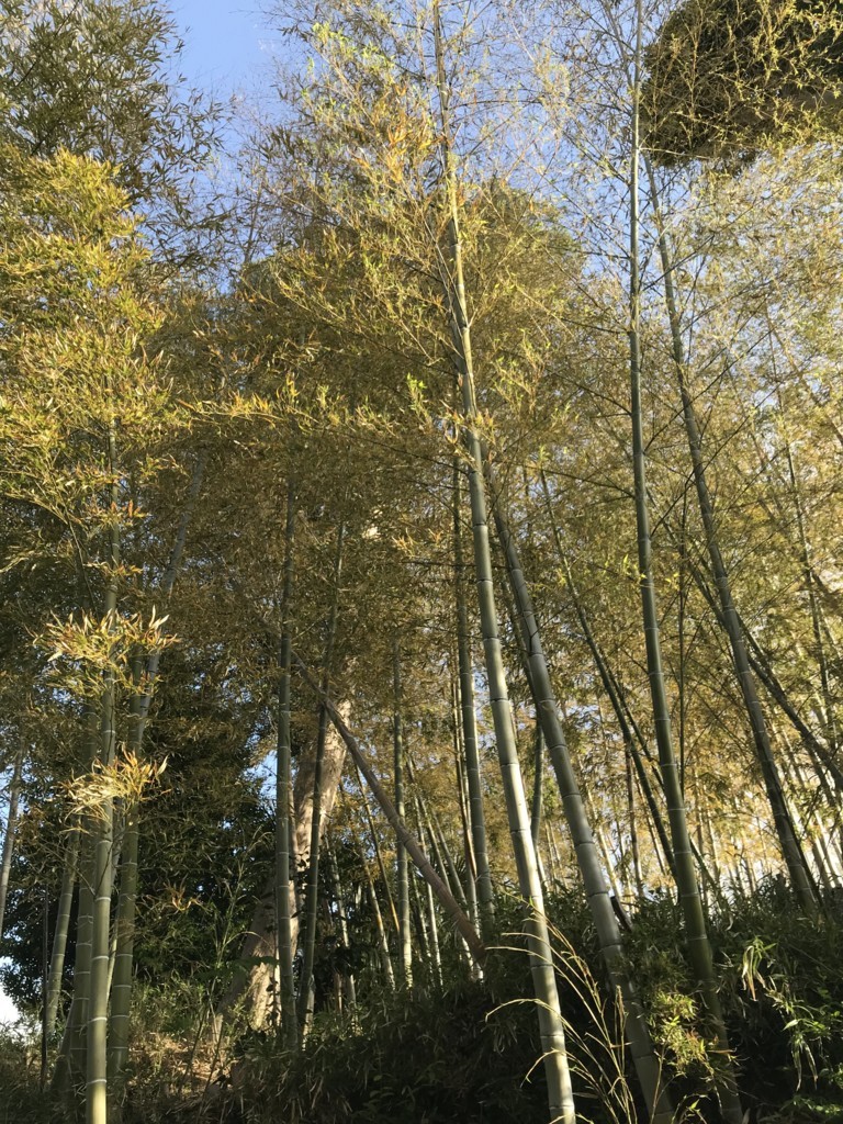 f:id:dohgen:20180416071231j:plain