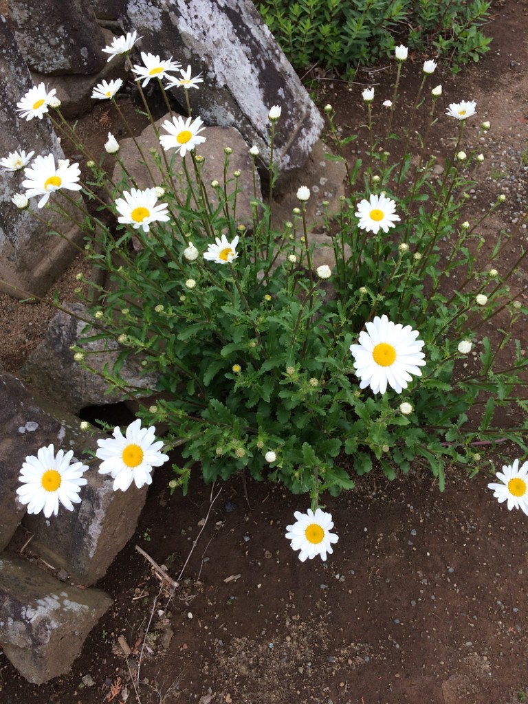 f:id:dohgen:20180417113126j:plain f:id:dohgen:20180417113126j:plain
