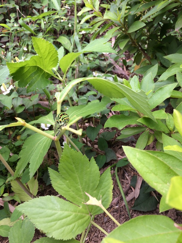 f:id:dohgen:20180517094129j:plain