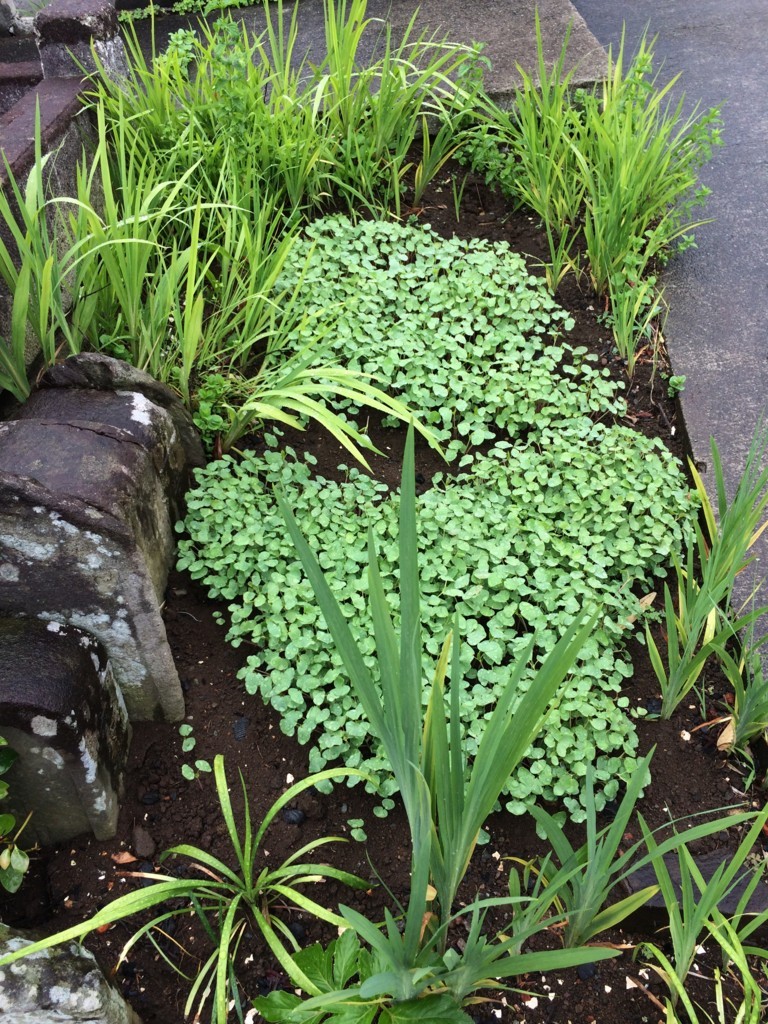 f:id:dohgen:20180606082129j:plain