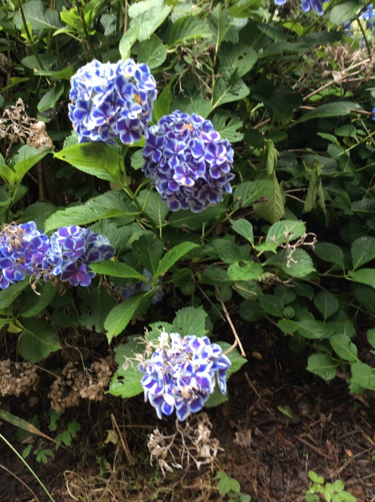 f:id:dohgen:20180615152940j:plain f:id:dohgen:20180615152940j:plain