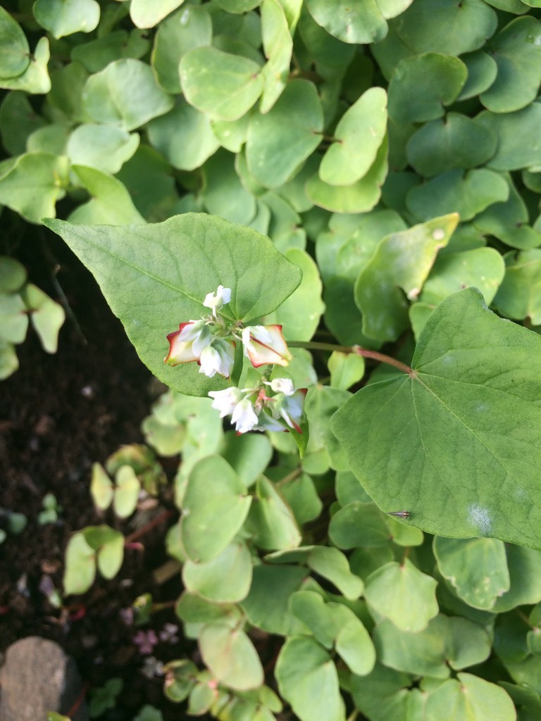 f:id:dohgen:20181111102949j:plain f:id:dohgen:20181111102949j:plain
