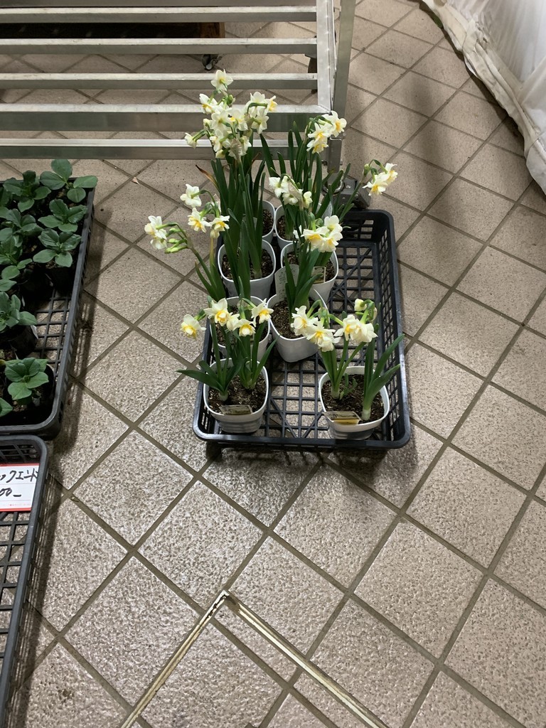 f:id:dohgen:20190125121602j:plain
