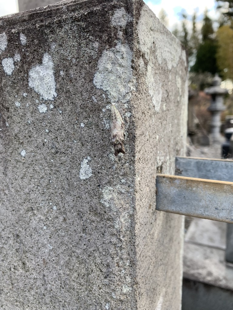 f:id:dohgen:20190125121957j:plain