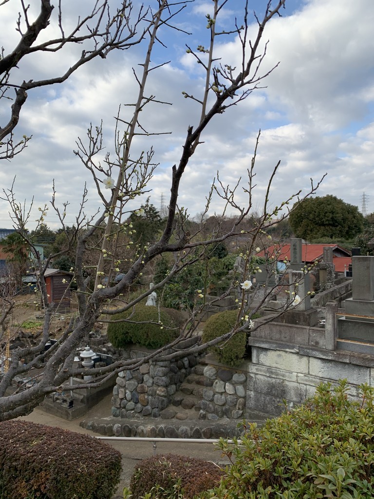 f:id:dohgen:20190125122409j:plain