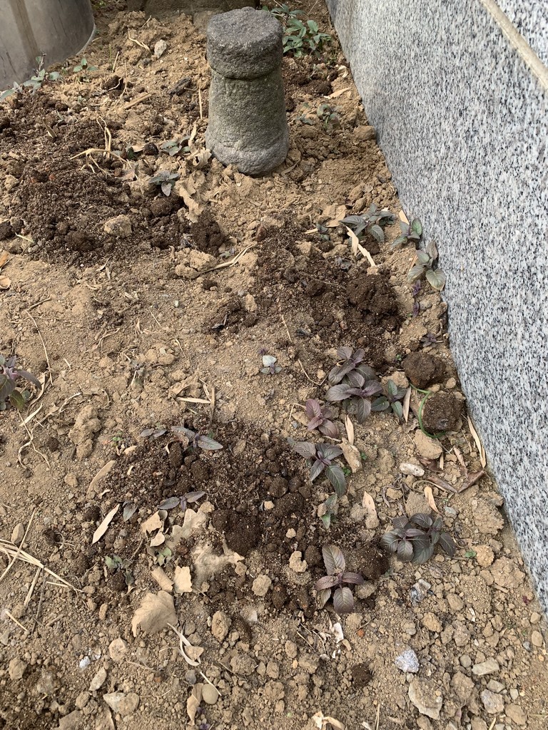 f:id:dohgen:20190128140858j:plain