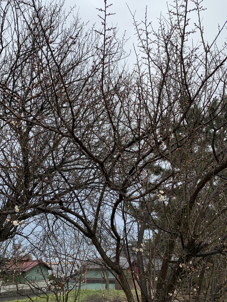 f:id:dohgen:20190131100553j:plain