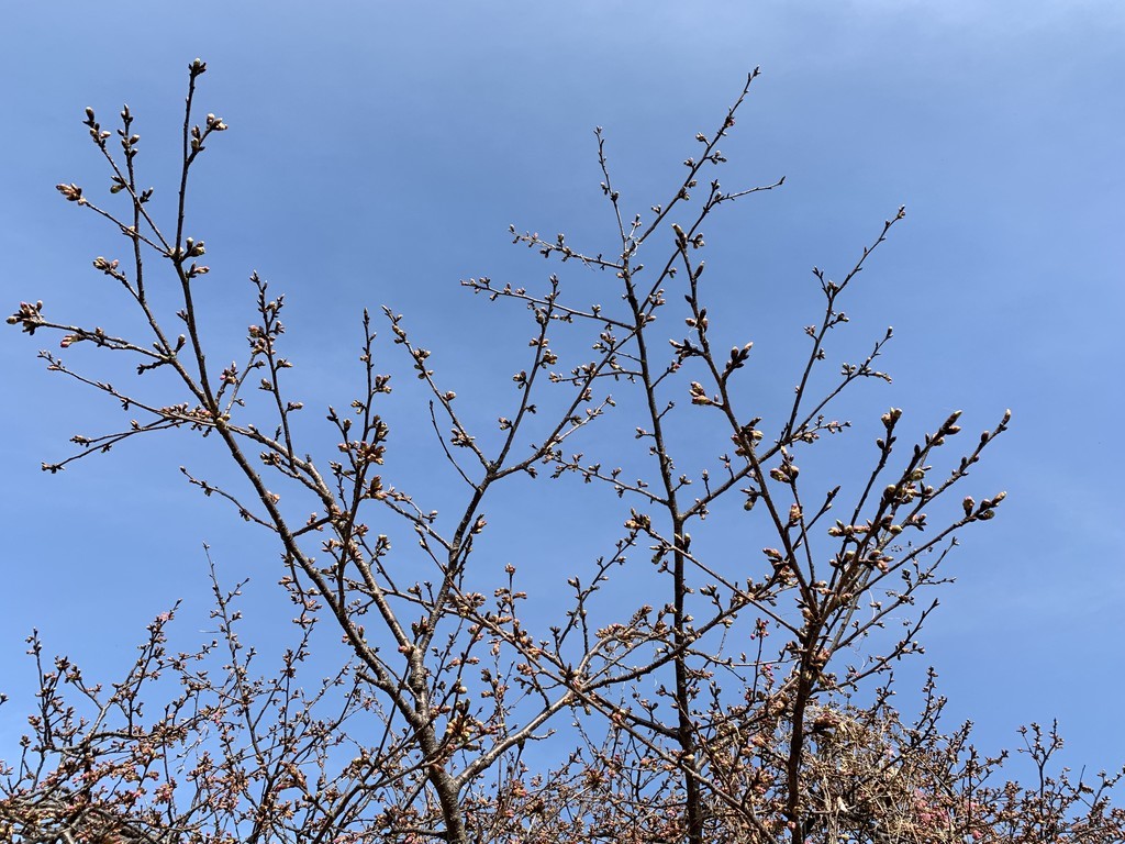 f:id:dohgen:20190222185208j:plain