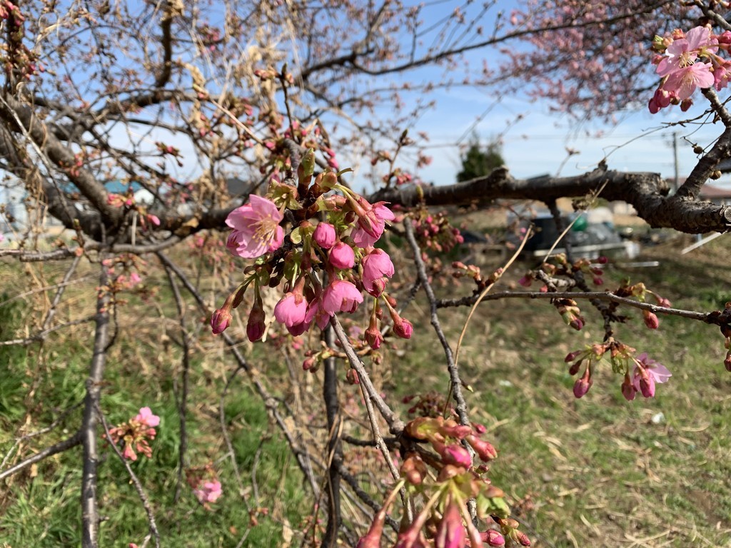 f:id:dohgen:20190222185258j:plain