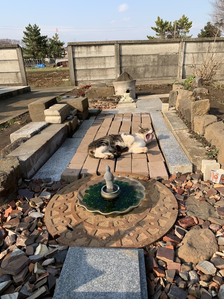 f:id:dohgen:20190306184426j:plain