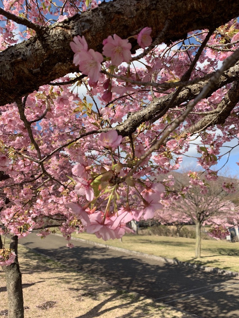 f:id:dohgen:20190309095245j:plain