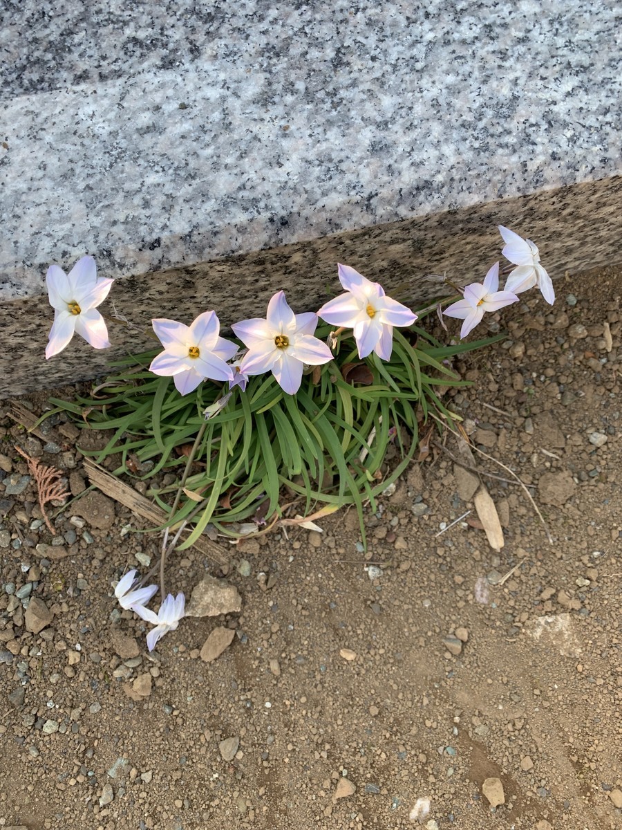 f:id:dohgen:20190316112217j:plain