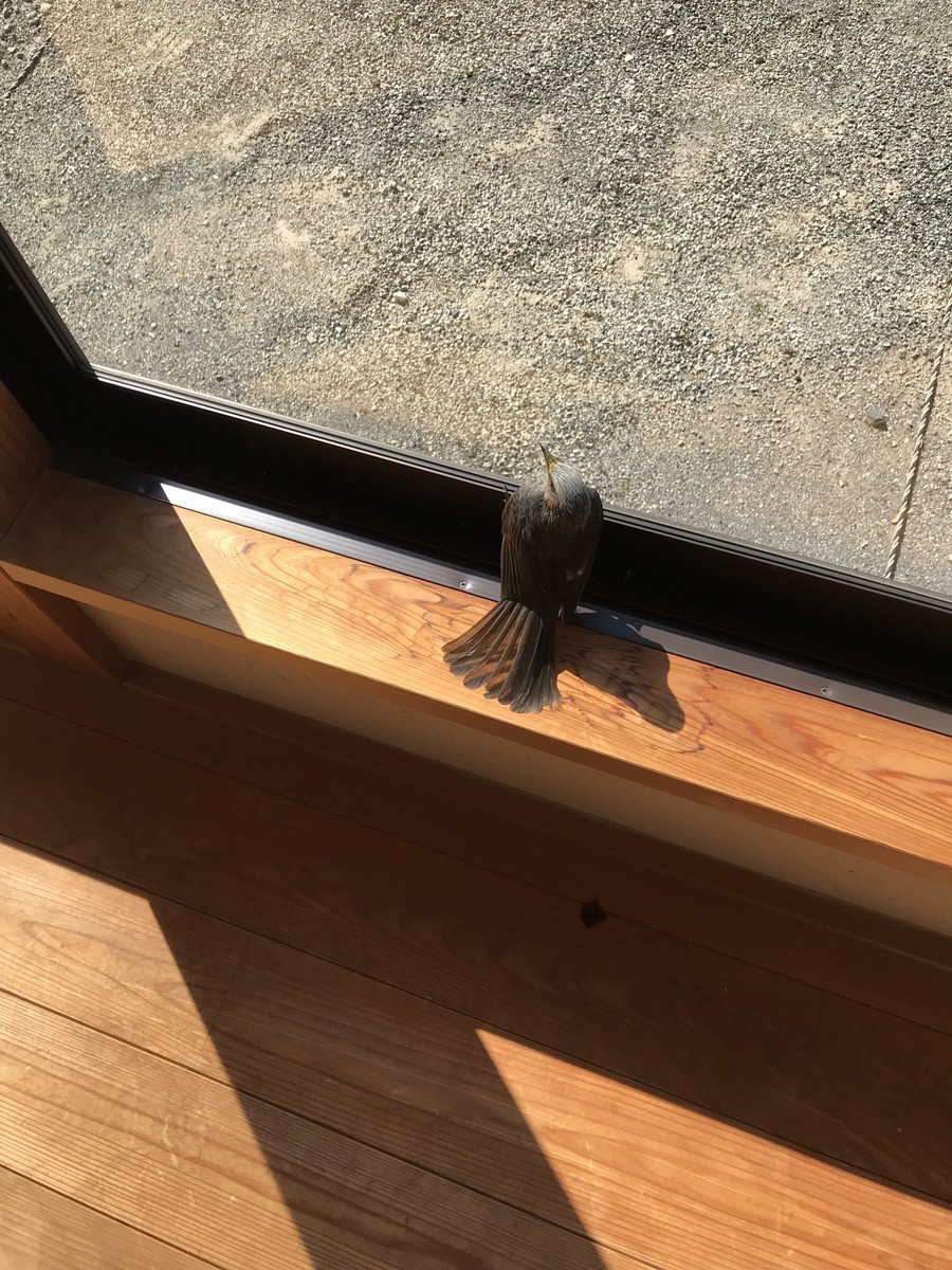 f:id:dohgen:20190320100515j:plain