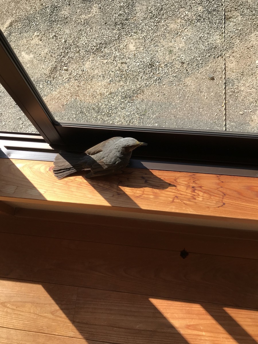 f:id:dohgen:20190320100539j:plain