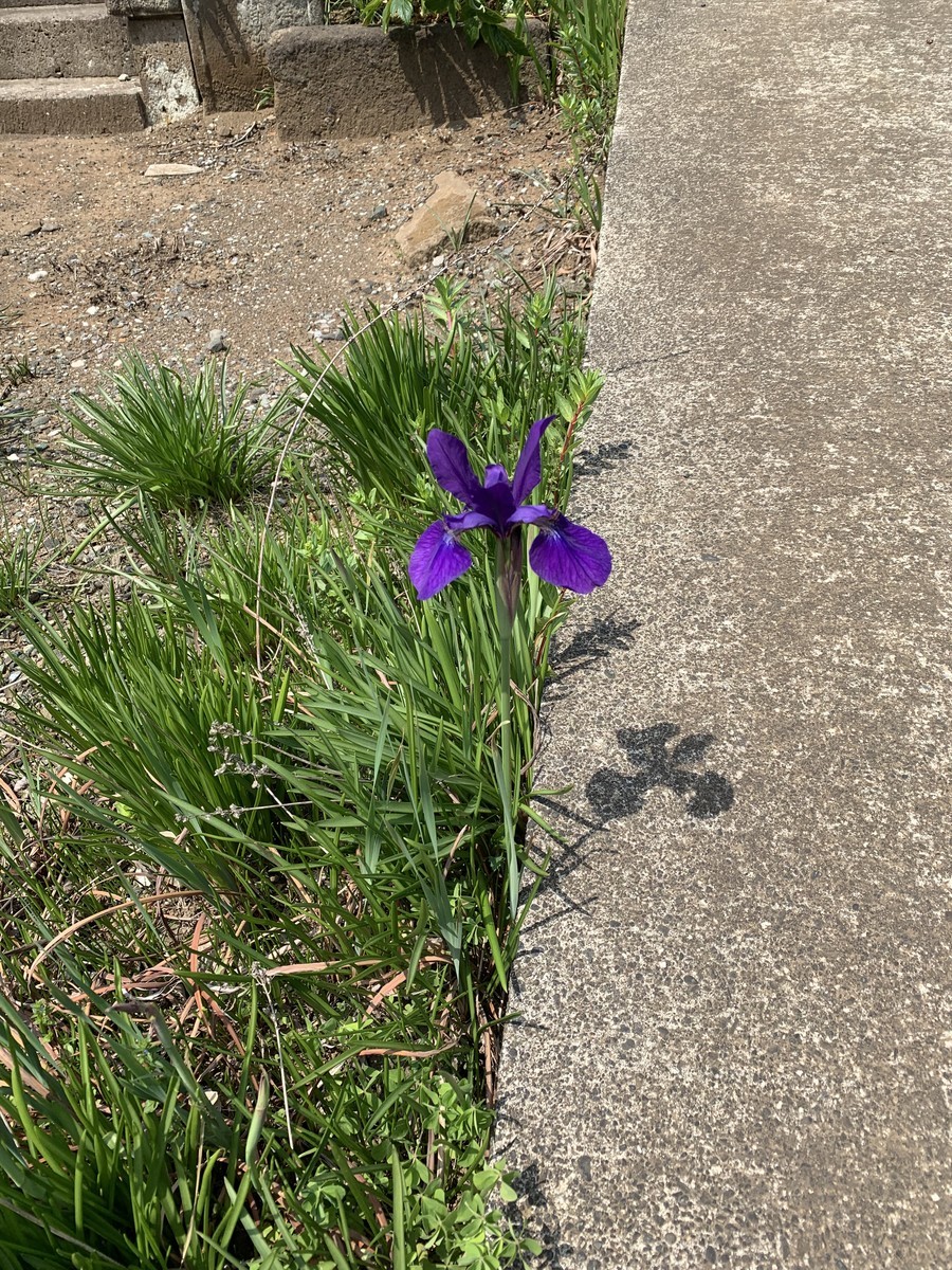 f:id:dohgen:20190421184224j:plain