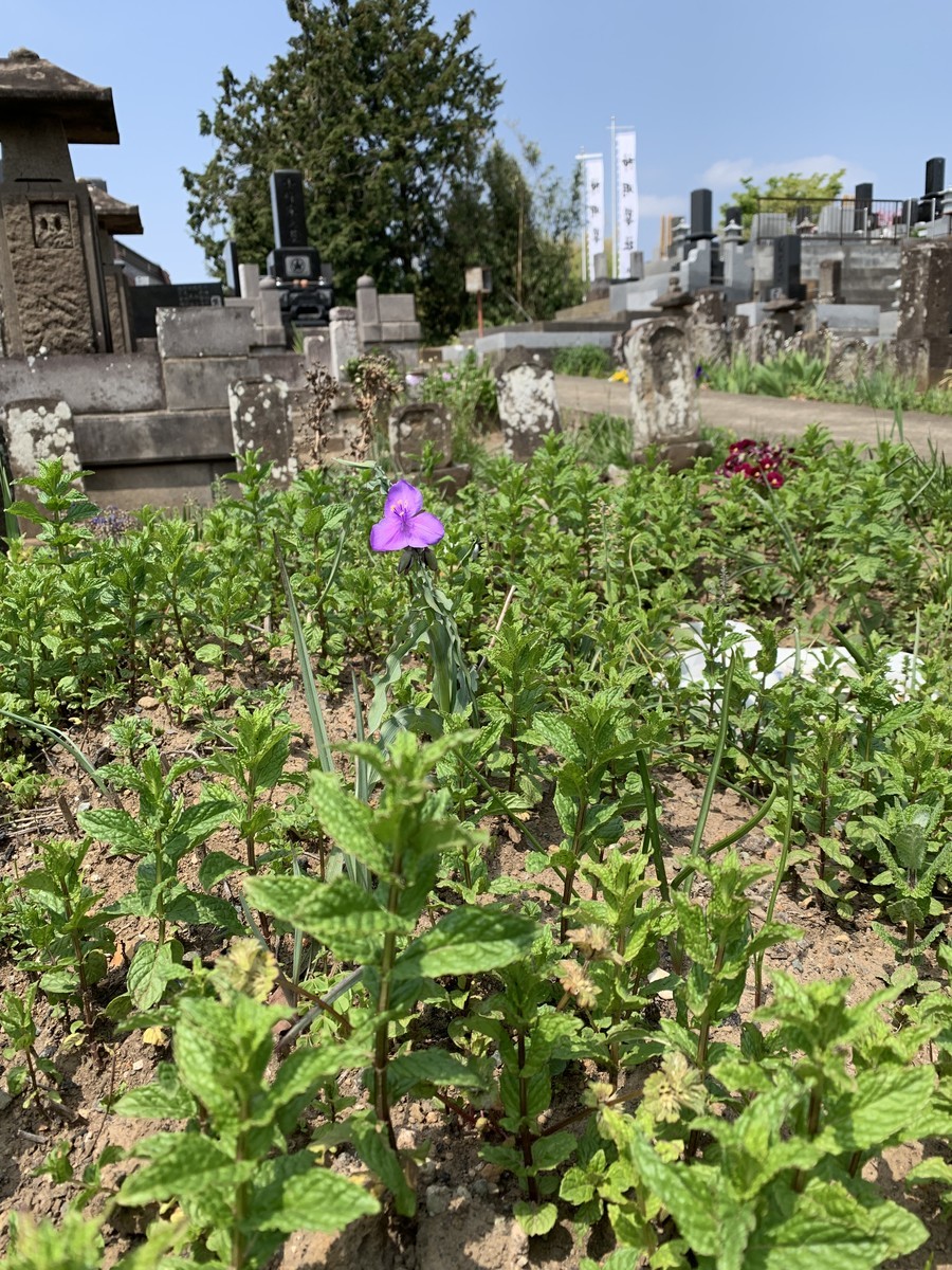 f:id:dohgen:20190421184922j:plain