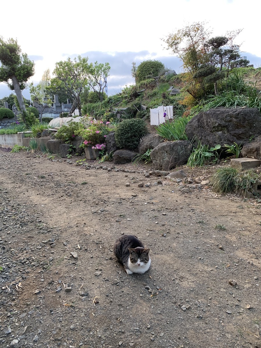f:id:dohgen:20190421185320j:plain
