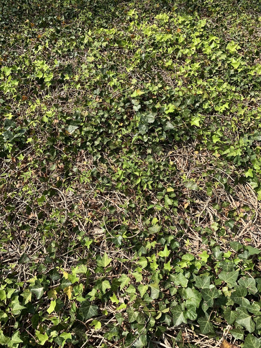 f:id:dohgen:20190422205616j:plain f:id:dohgen:20190422205616j:plain