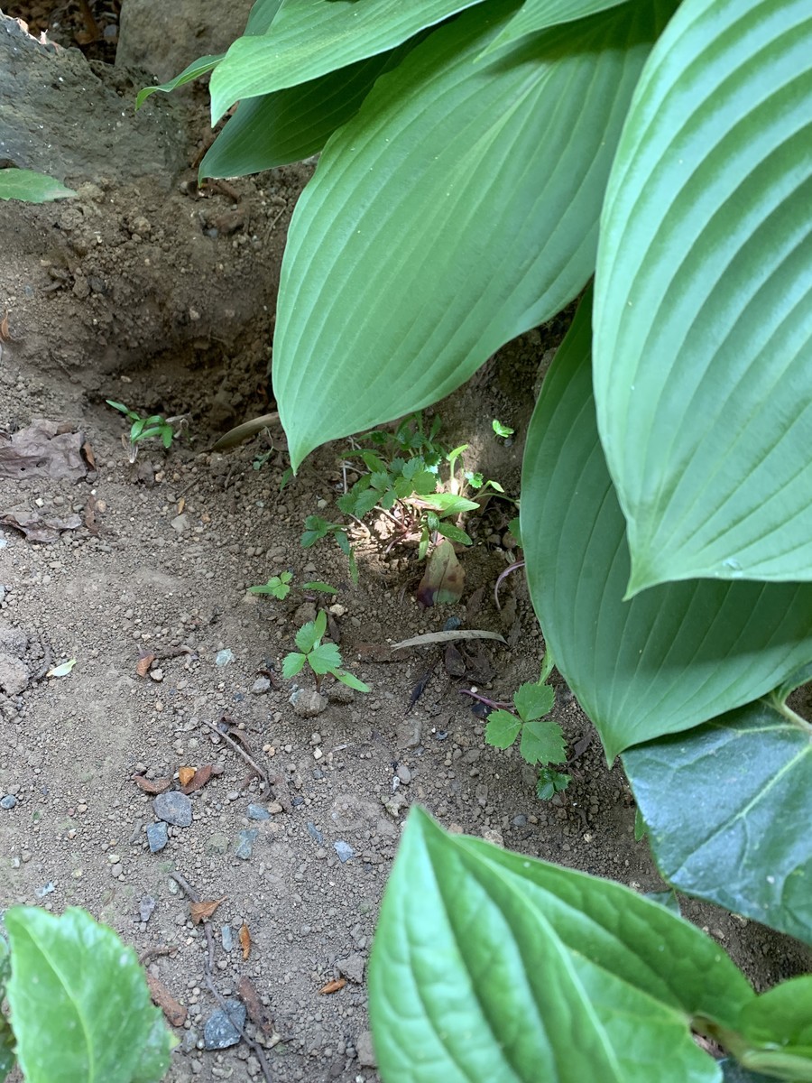 f:id:dohgen:20190423185242j:plain f:id:dohgen:20190423185242j:plain