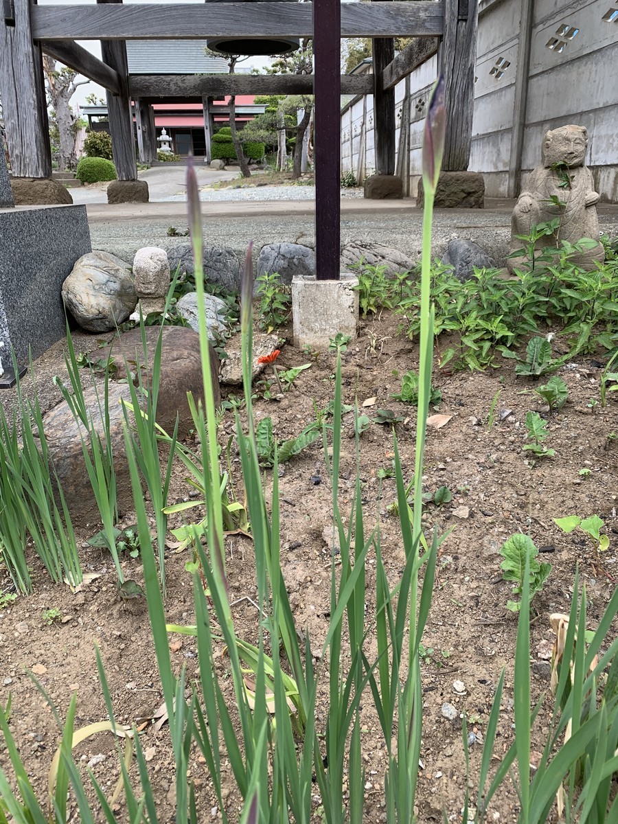 f:id:dohgen:20190424212839j:plain
