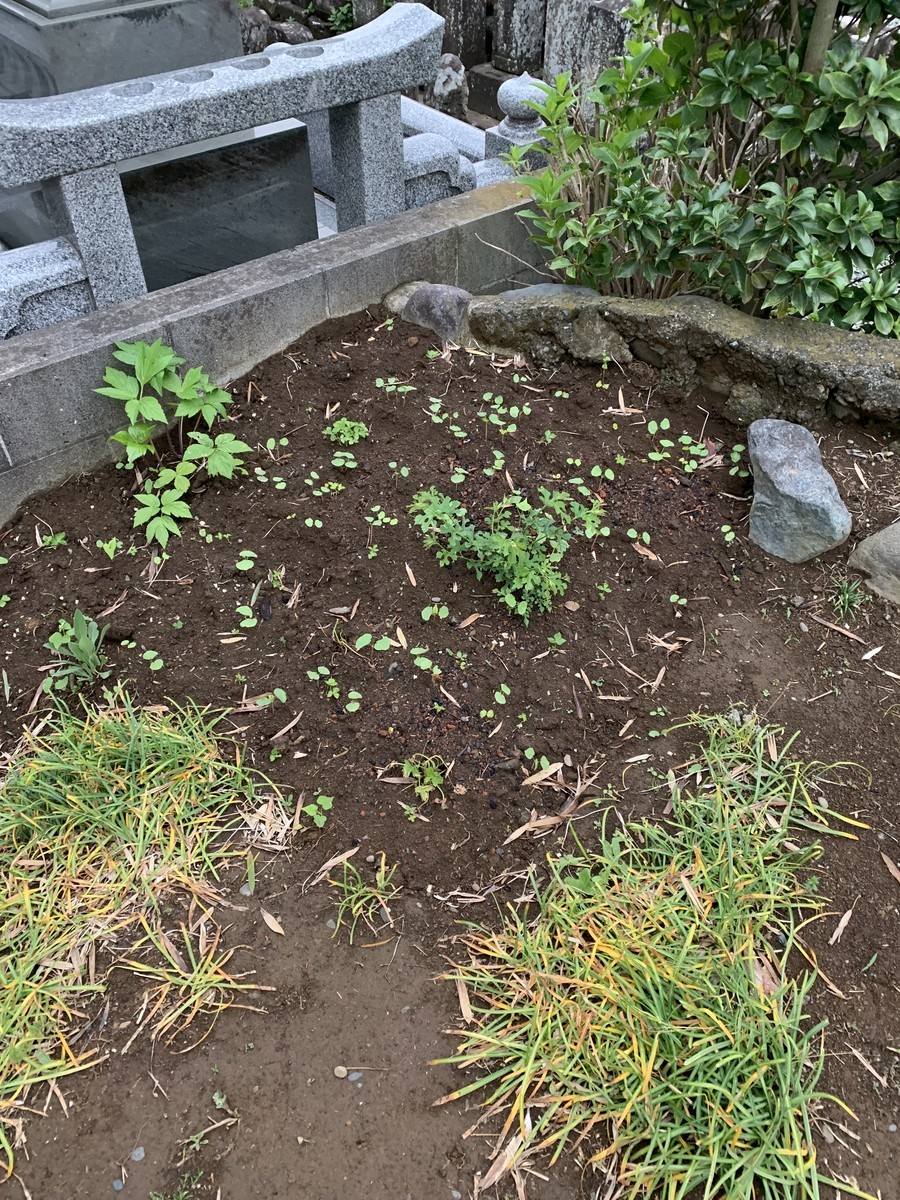 f:id:dohgen:20190426201355j:plain