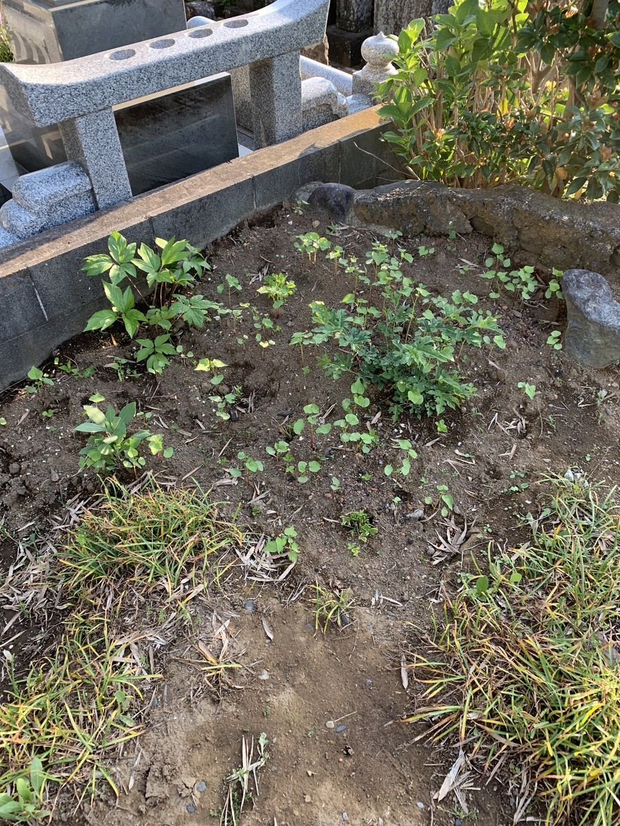 f:id:dohgen:20190505215811j:plain