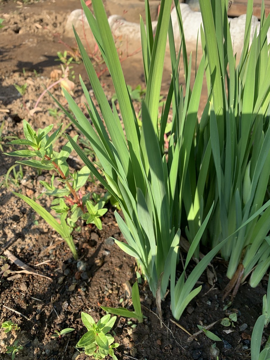 f:id:dohgen:20190505220108j:plain