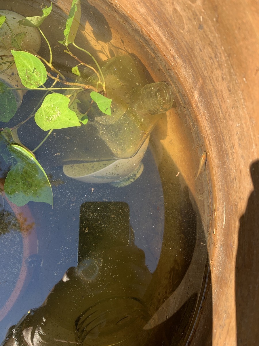 f:id:dohgen:20190508212628j:plain