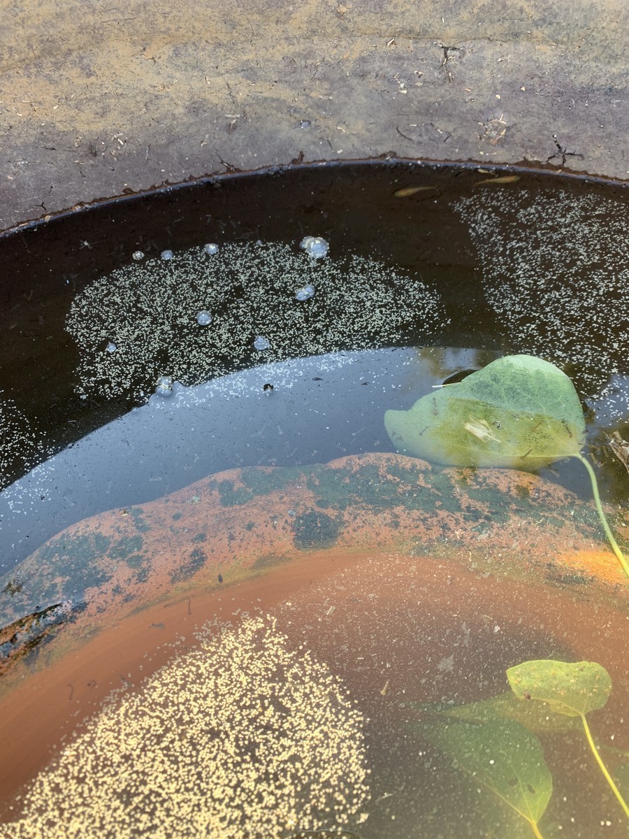 f:id:dohgen:20190508212842j:plain