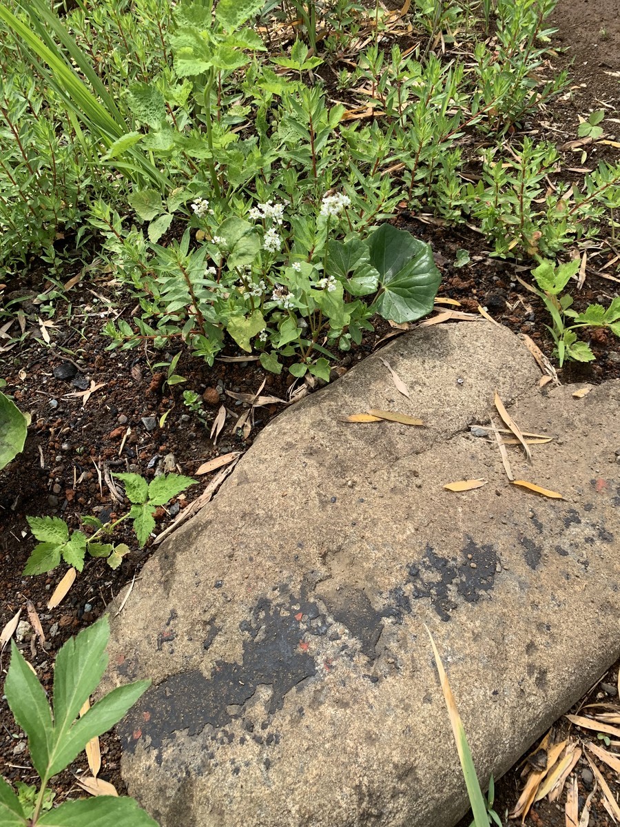 f:id:dohgen:20190515200706j:plain