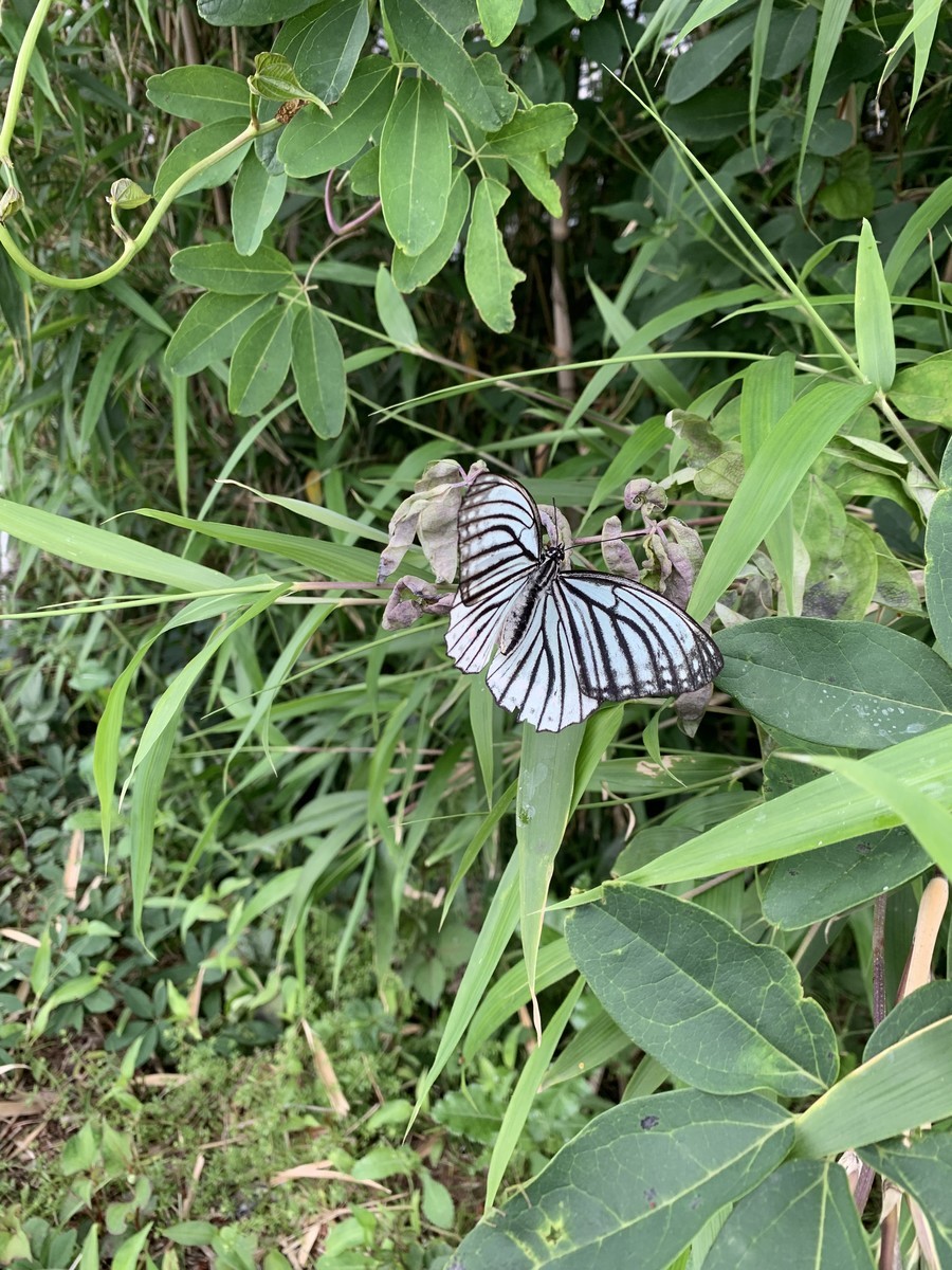 f:id:dohgen:20190522193739j:plain