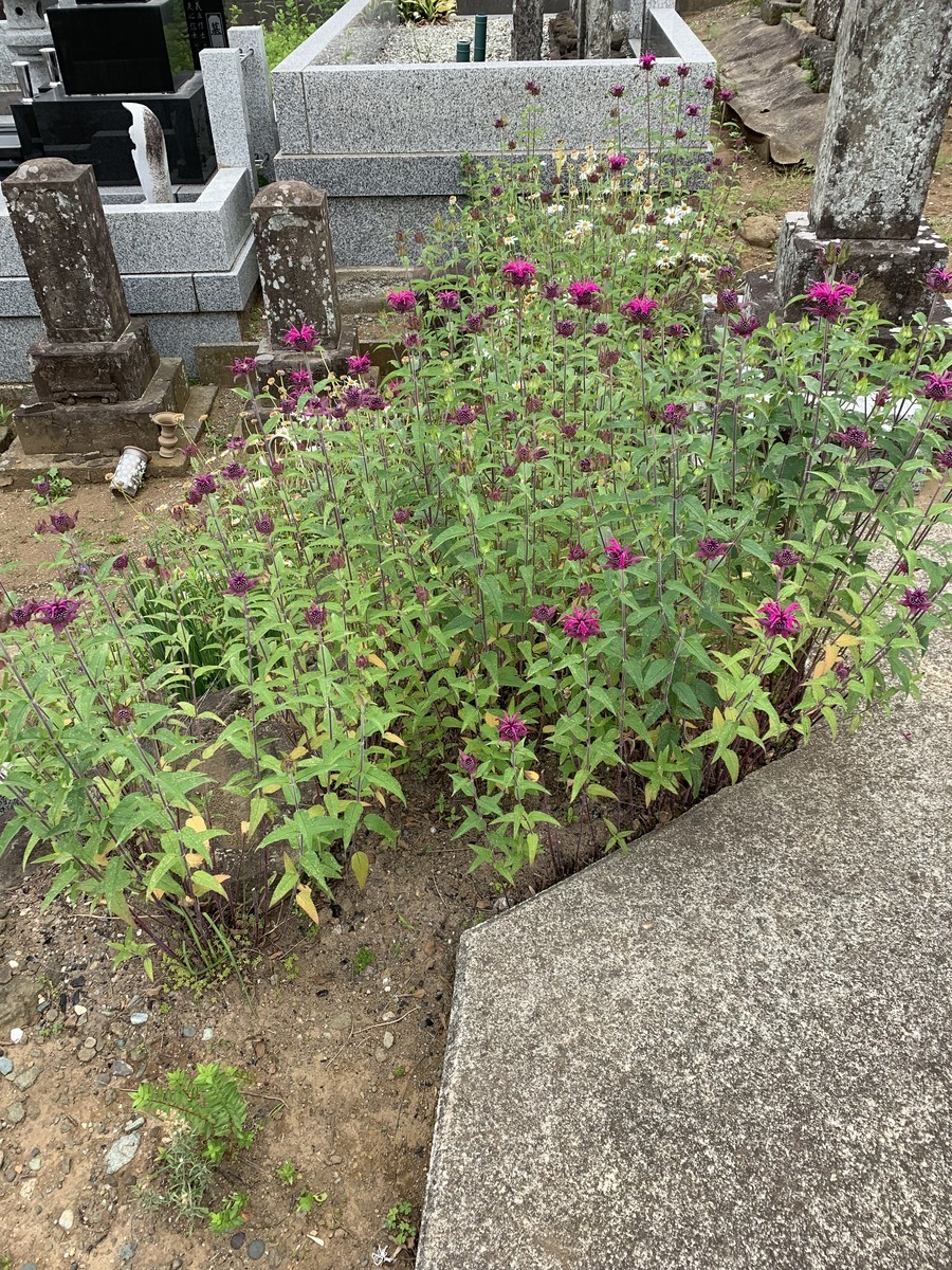 f:id:dohgen:20190602163649j:plain f:id:dohgen:20190602163649j:plain