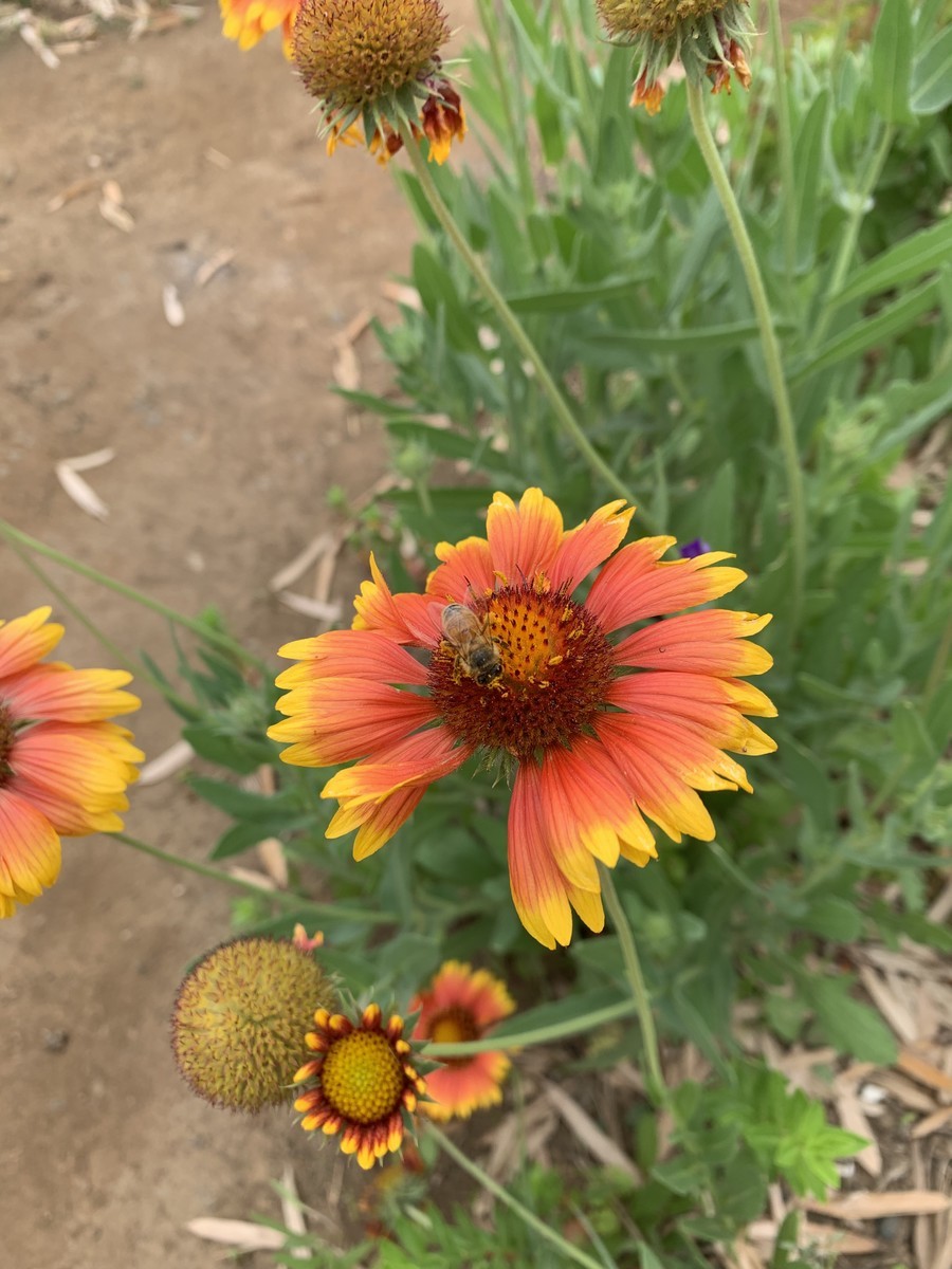 f:id:dohgen:20190605151728j:plain