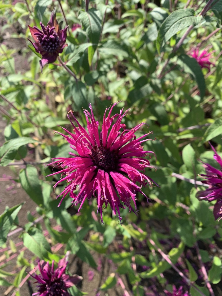 f:id:dohgen:20190611095949j:plain