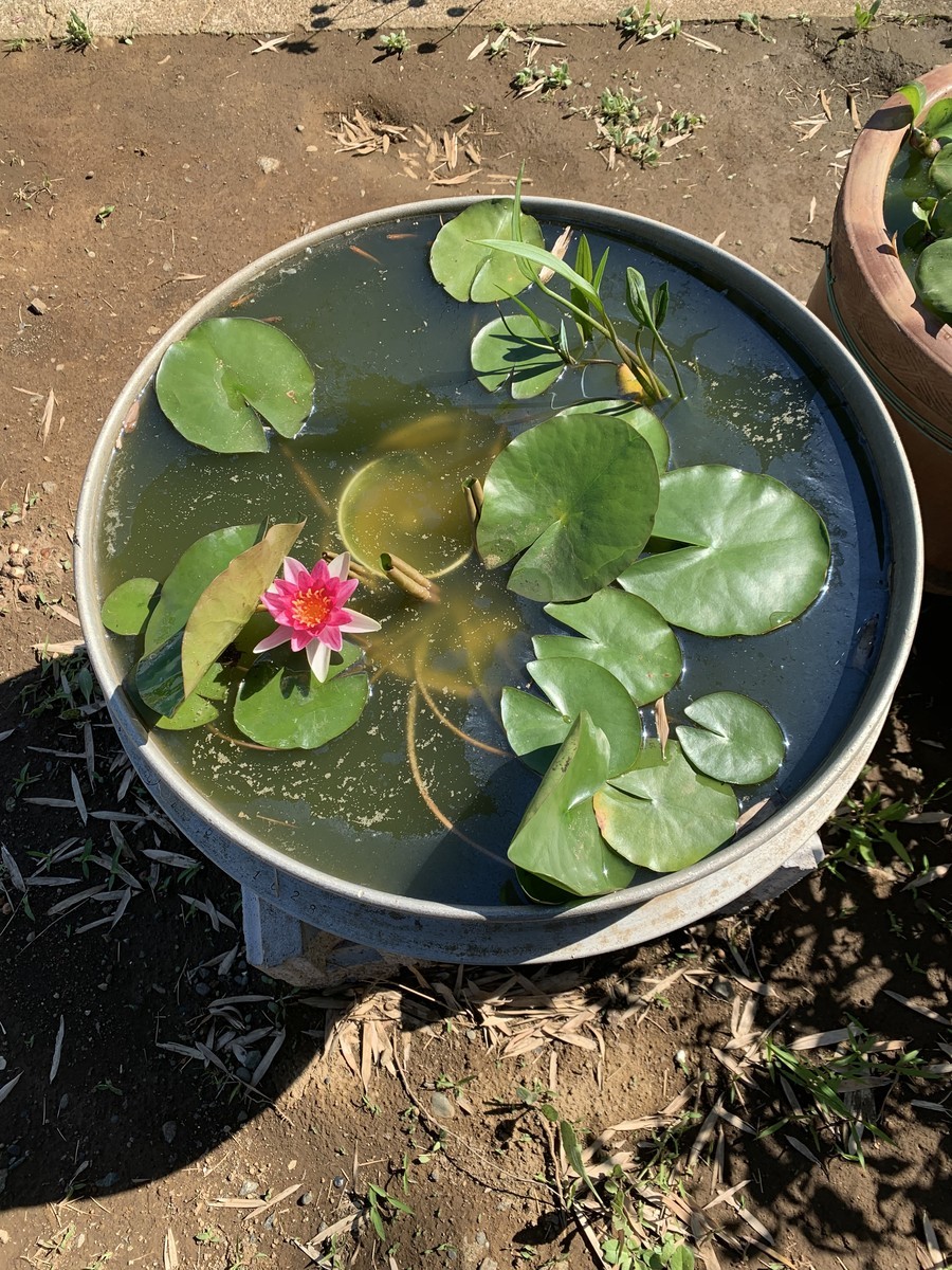 f:id:dohgen:20190617193859j:plain