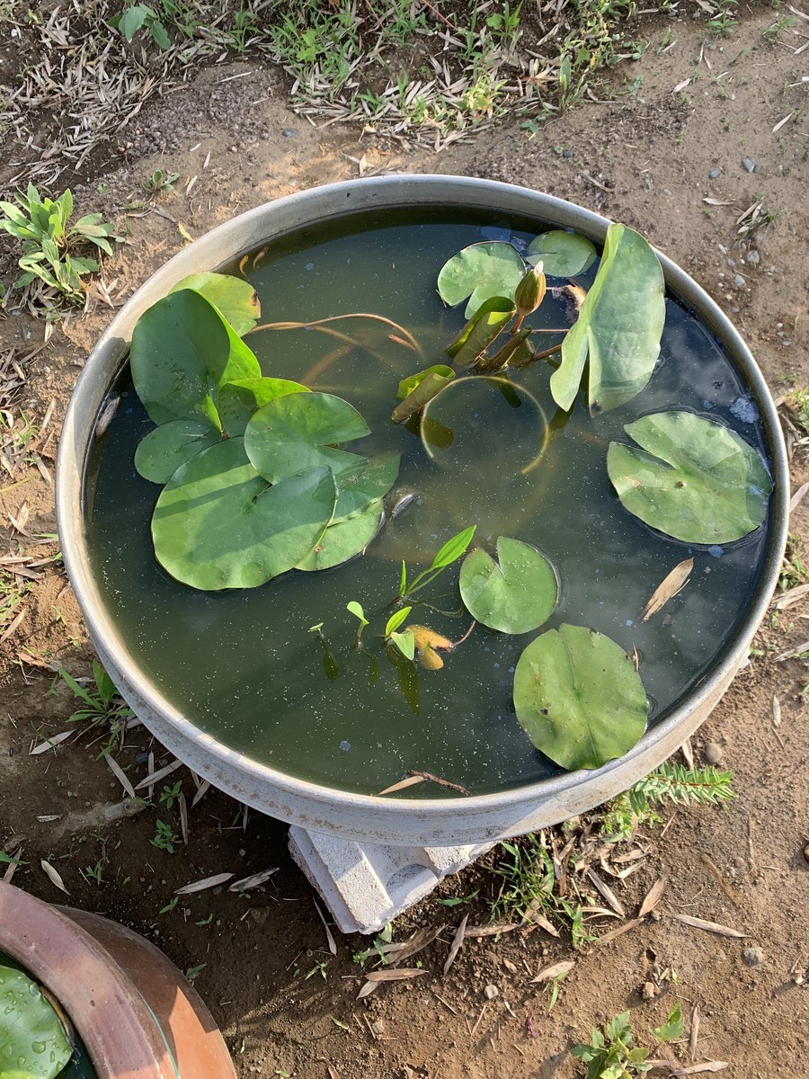 f:id:dohgen:20190617194242j:plain