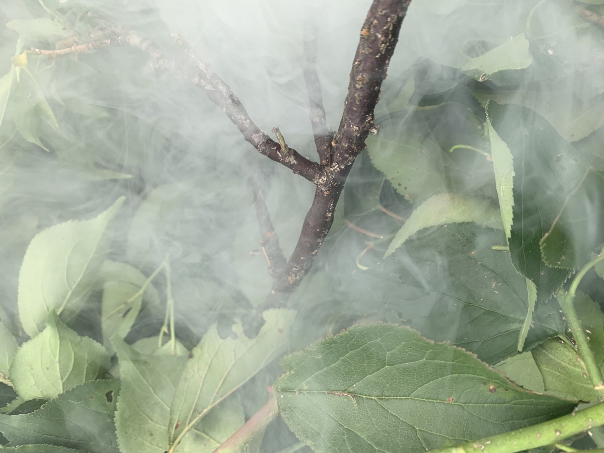 f:id:dohgen:20190709153708j:plain