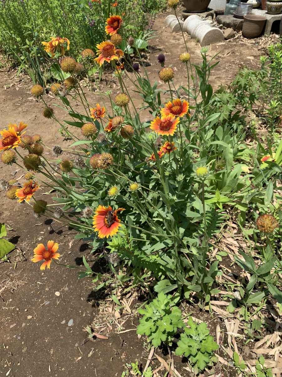 f:id:dohgen:20190712142802j:plain