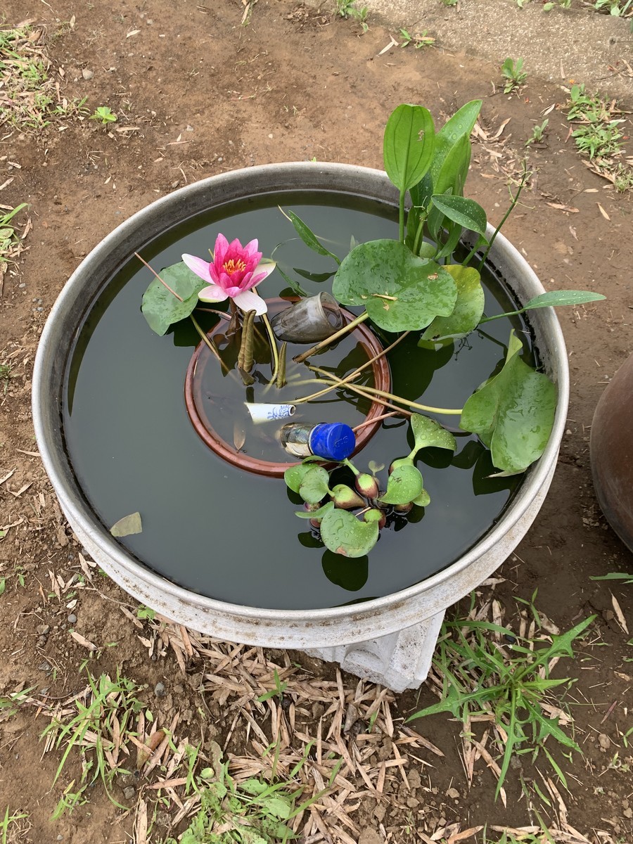 f:id:dohgen:20190717202045j:plain