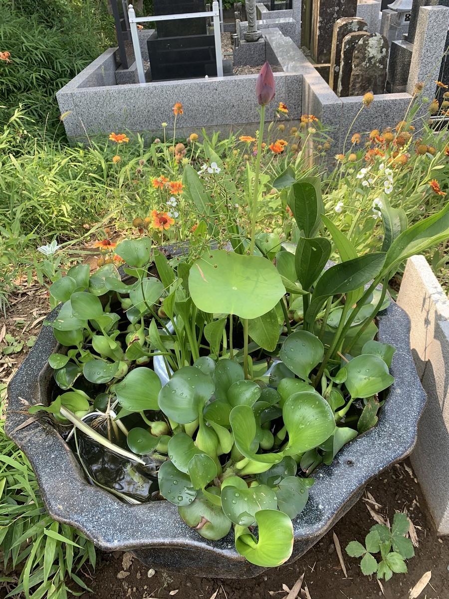 f:id:dohgen:20190731100723j:plain