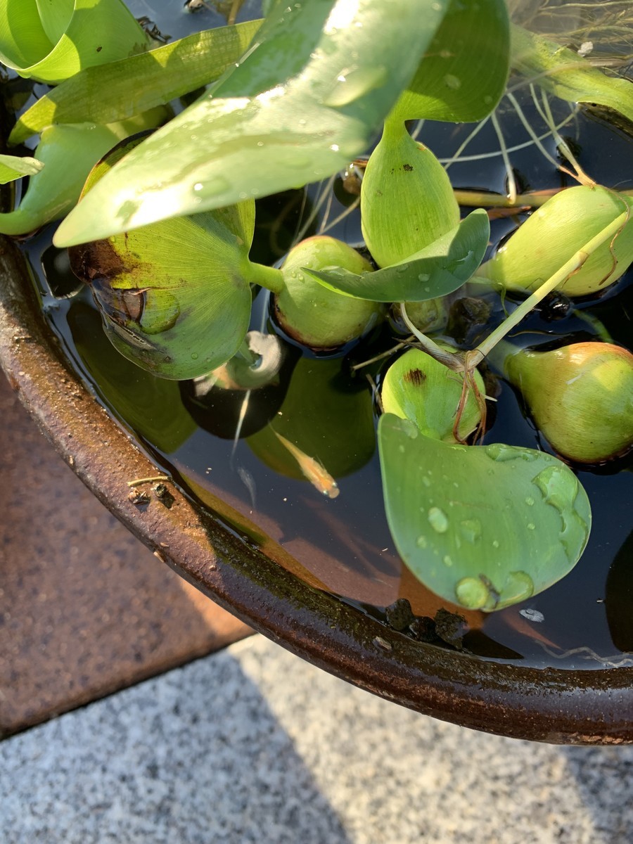 f:id:dohgen:20190809104607j:plain