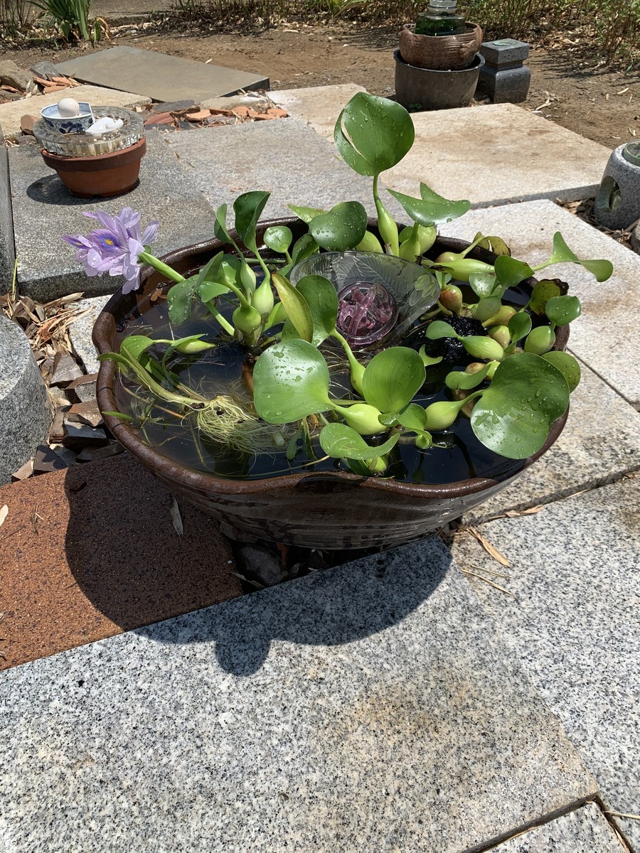 f:id:dohgen:20190810202342j:plain
